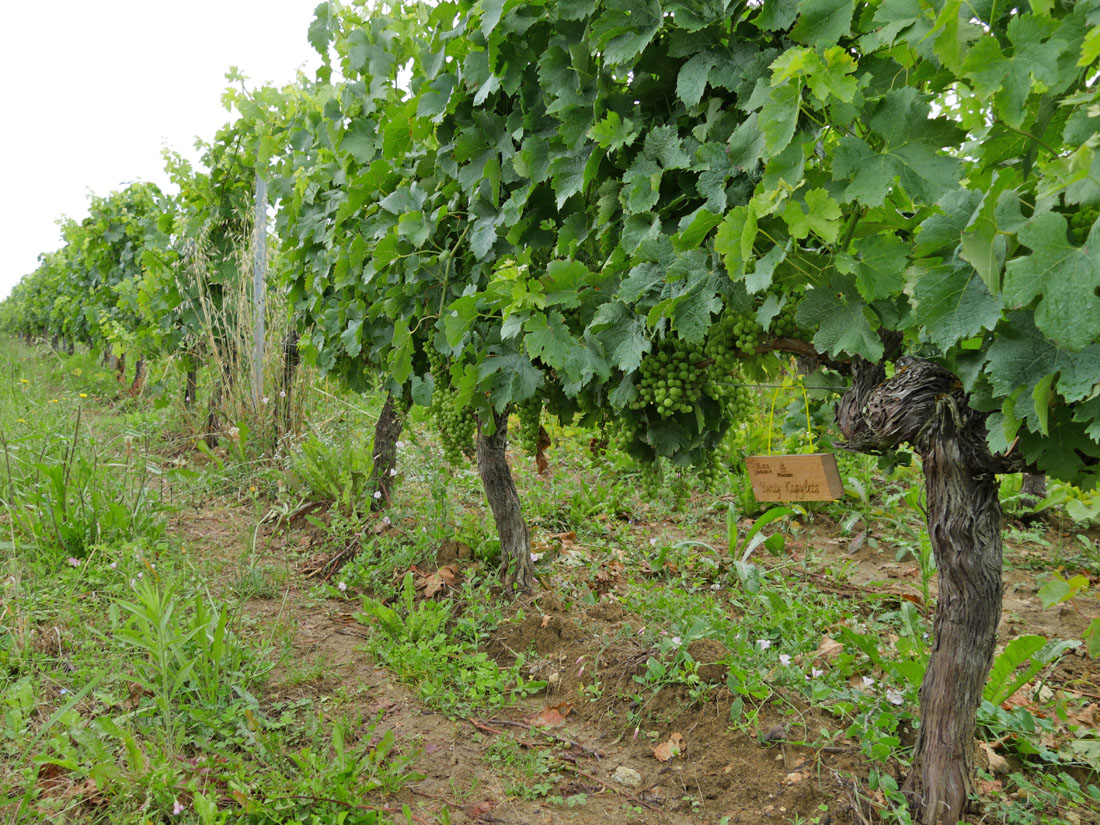 Виноградник на урожай